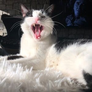 Meet your Posher, Wade